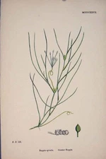 Original Old Antique Print Er Ruppia Flower Plant Colour Fine Art 1878 19th