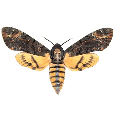 Acherontia styx Silence of the Lambs death s head moth Thailand WINGS CLOSED