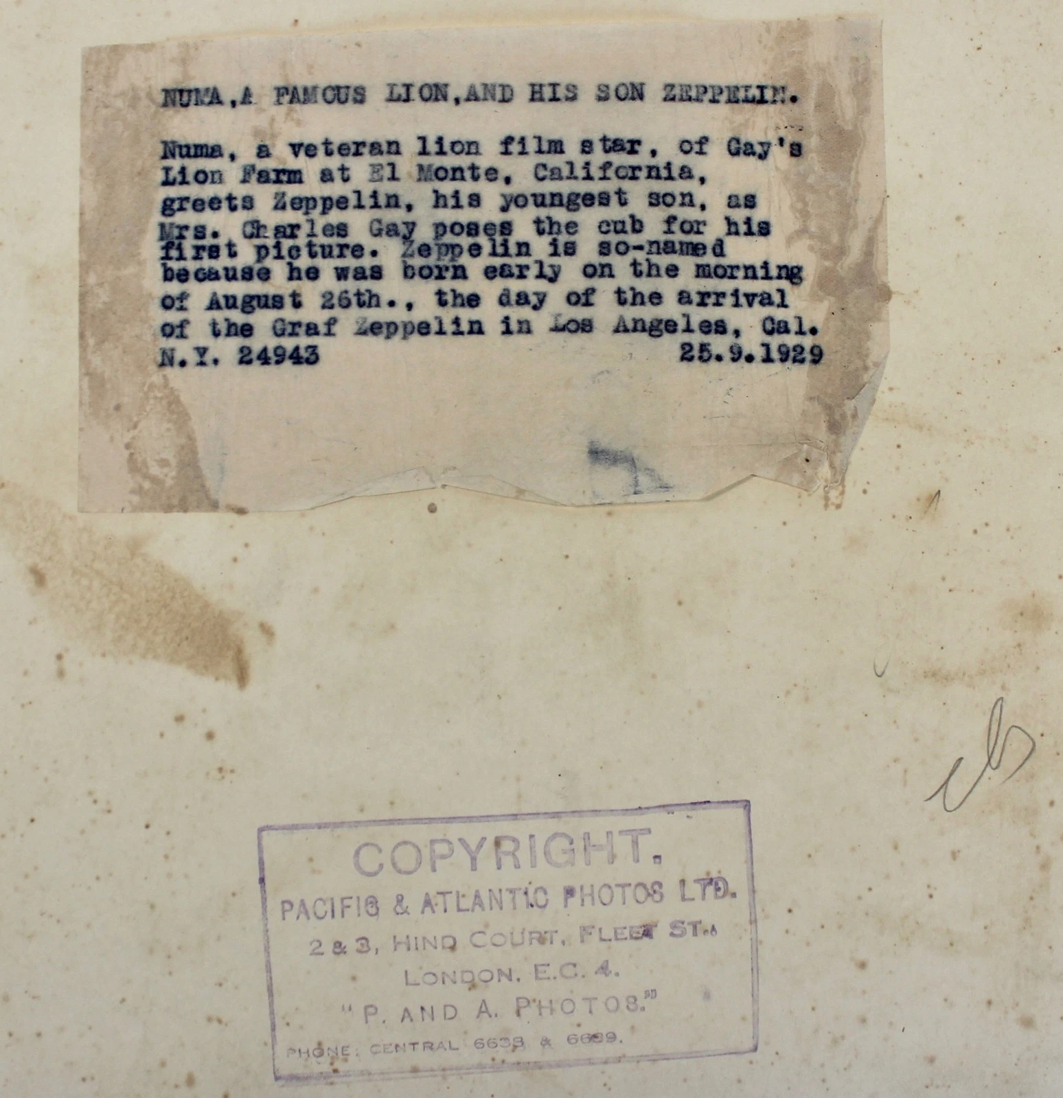 オリジナル プレス フォト 1929 The Lion ZUMA & Son ZEPPELIN Pacific & Atlantic Photos - 画像4/4