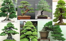 20 SEEDS for BONSAI PINE TREE #14 MIXED mini rare exotic garden plant USA Seller