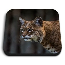 Square MDF Magnets - Bobcat Wild Cat Animal  #15557