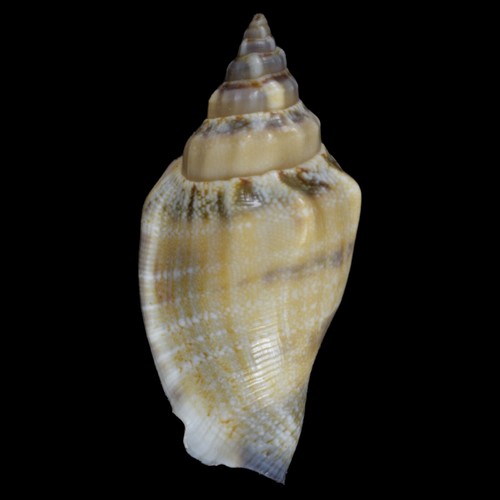 STROMBUS (Canario) URCEUS Púrpura (Olango Isla., Filipinas) 38.1mm #41015 - Imagen 2 de 4