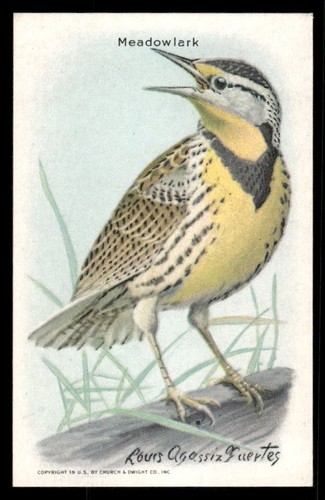 Meadowlark 1938 Useful Birds of America Card #1 (NM)