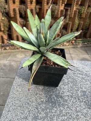 schöne Agave macrocantha