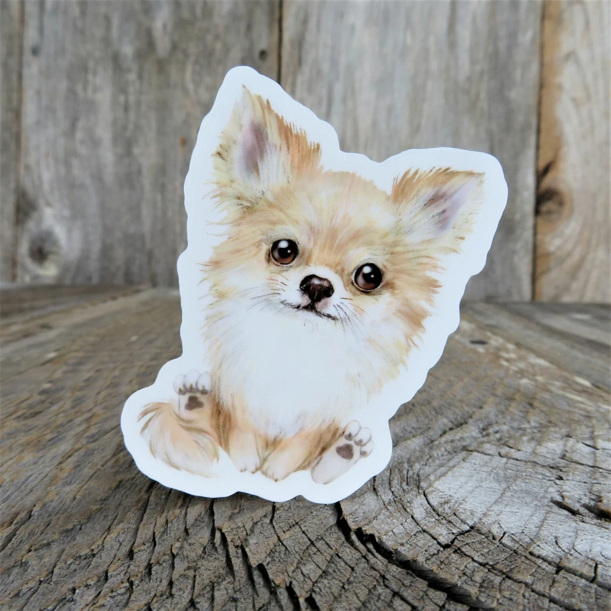 Long haired chihuahua pomeranian cheap