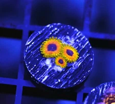 DIYreefer Live Coral WYSIWYG Great Owl Zoa 3 Polyp Frag