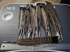Low Quality Lot Of Narragansett Tail Feathers