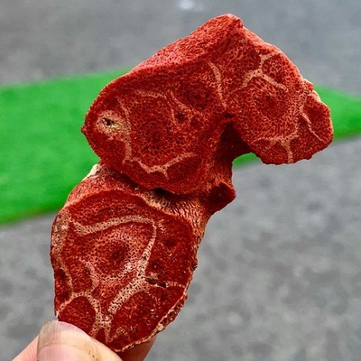 18GNatural Red Soft coral and yellow growth patterns Marine Mineral Specimen