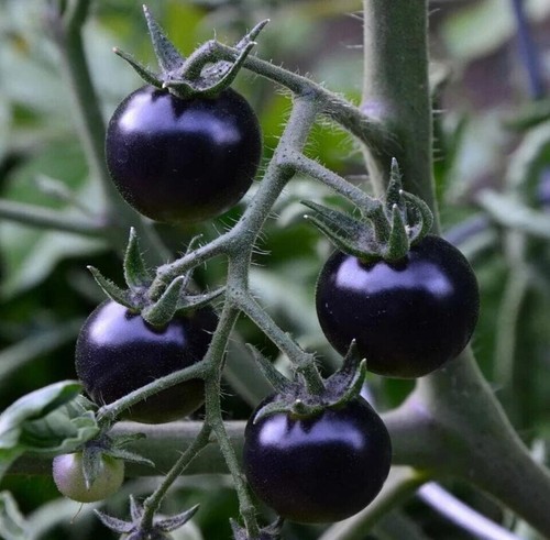 30+ EUROPEAN BLACK CHERRY TOMATO SEEDS - SWEET - HEIRLOOM -NON GMO - RARE -FRESH - Picture 3 of 3