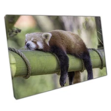 Sleepy Red Panda Wall Art Print Cute Nature Photography on Canvas for Home