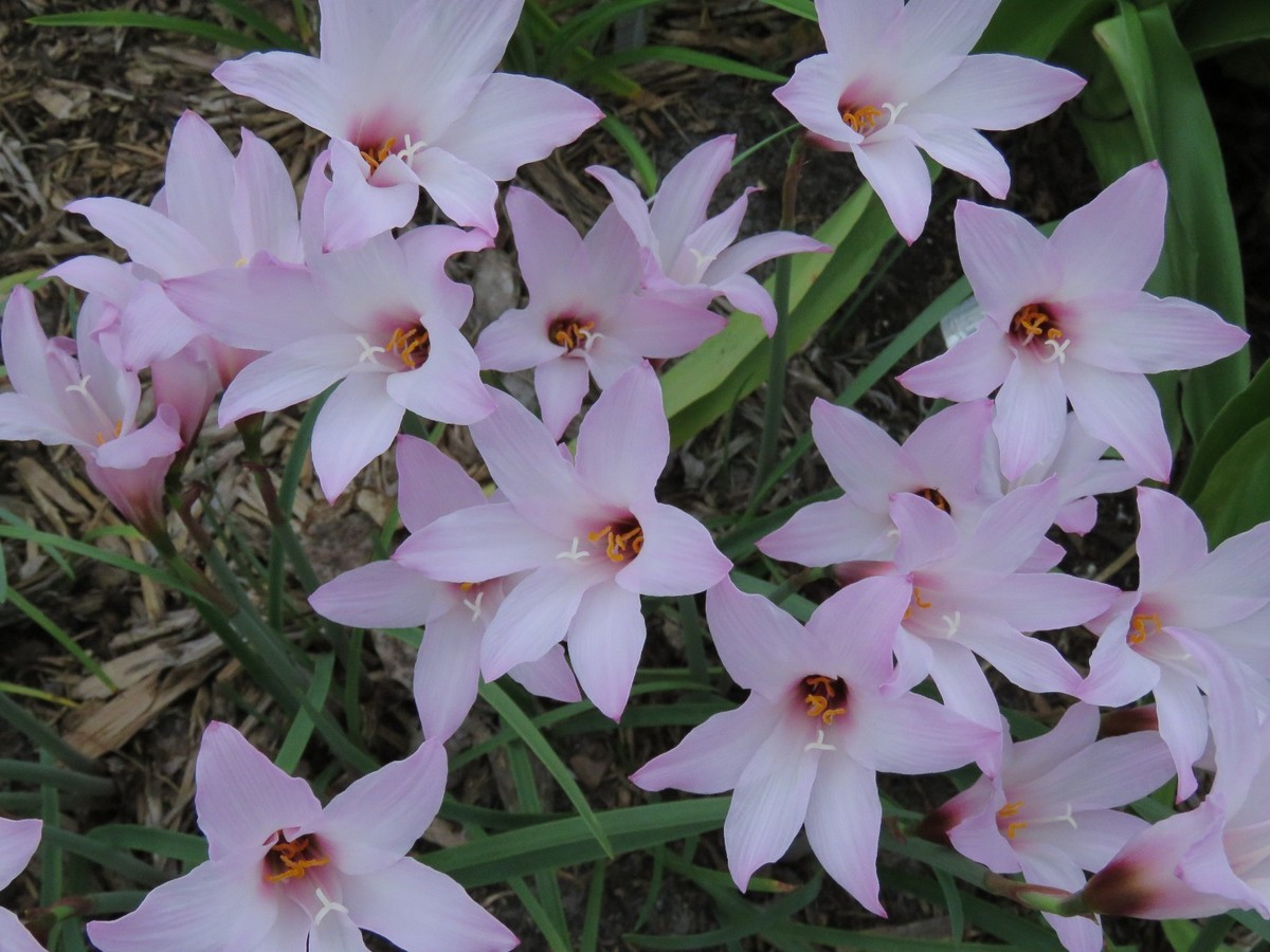 lilyフェイラー Amazon.com : Stargazer Oriental Lily Flower Bulbs - Huge