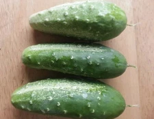 Wisconsin SMR 58 Cucumber Seeds | Heirloom | Organic