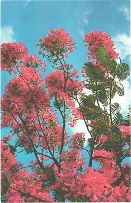 Beautiful Royal Poinciana Tree In Full Bloom And The Blue Skies Postcard