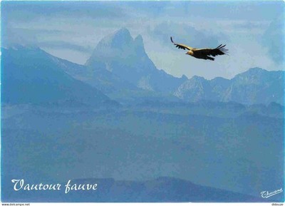 Postcard - Animals - Birds - Raptors - Wild Vulture - CPM - See R Scans