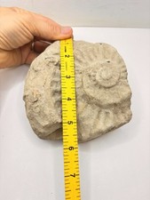 5.5” Acanthoceras Ammonite Fossil Approx 360 Million Year Old NICE Fossil