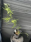 Wanda Phlox — photo 2
