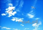 Foto 4 di 9