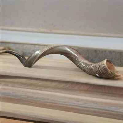 Handgefertigter Schofar Judaica Schofar Horn Aus Kudu - Halbpoliert, Natürlich, 60-70 Cm - Jemenitisch, Koscher Für Judaica Schofar Für Rosh Hashanah