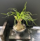 Ponytail palm bonsai material with fat trunk Can be indoors Beaucarnea recurvata — photo 2