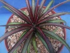 Dyckia Hybrid Burgandy Ice STARTER Plant 2.5"-4" Wide 3" Pot Size Amazing Color