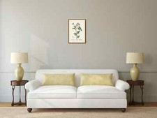 Dog Rose antique print flower E Blackwell 1737 wall decor
