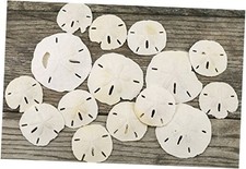 Imperfect Sand Dollars  2"-3 1/4"  15 Defective Real Sand Dollars  Flawed