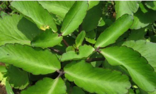 10 Leaf of Life Bryophyllum Calycinum  Green 10 Leaves - Picture 1 of 3