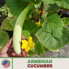 20 Armenian Cucumber Seeds, Heirloom, Non-GMO, Genuine USA