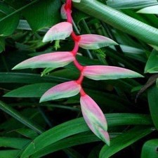 Pretty Imported Double Heliconia Purple Flower Bulbs Pack Of 2 Bulbs