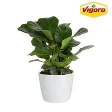 Fiddle Leaf Fig Indoor Plant in 6 In. White Decor Planter, Avg. Shipping Height 