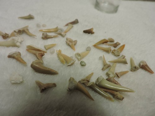 Misc Shark and Fish Teeth - Picture 4 of 12