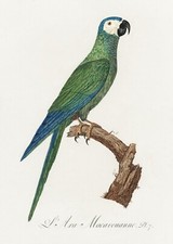 Plate No. 7 Red-Bellied Macaw History of Parrots by Francois Levaillant Repro