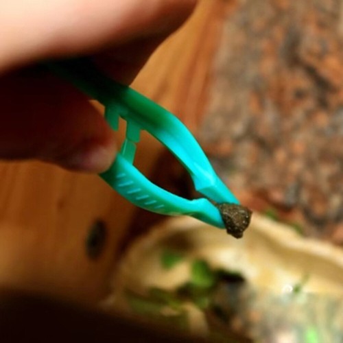 20 Pcs Feeding Tongs Reptile Tweezers Set Terrarium Tool - 第 6/12 張圖片