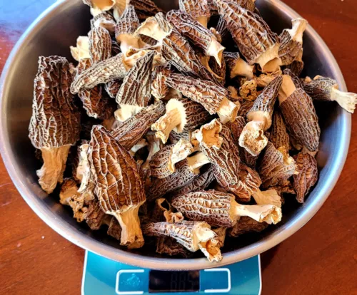Morel Mushrooms, Whole (Dried) - 16oz.
