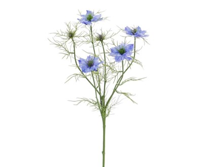 Blume Nigella ''Persian Jewel'' mit 4 blau-violette Blüten Länge ca. 65cm