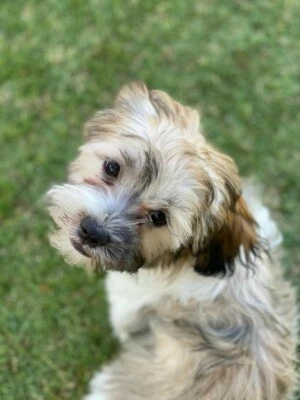 Adorable Female Maltese X Shihtzu Puppy Dogs Puppies Gumtree Australia Gold Coast North Coomera 1258518425