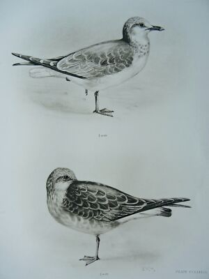 1911 antiker Vogeldruck Gefieder der Möwe von Charles Stonham / L.M. Medland