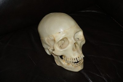 Vintage 1978 Lindberg  The Human Skull Model #1301 Rare Anatomically Correct
