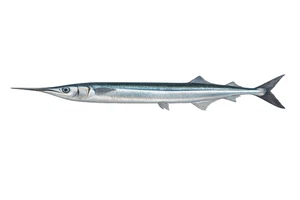 Garfish Fish Self Adhesive Vinyl Sticker