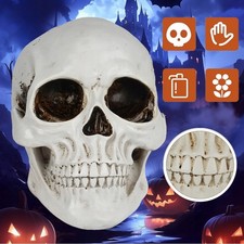 Realistisches menschliches Skelett  Schädelmodell Lehrmodell Lebensgroß Anatomie