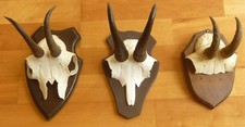 6 Konvolut Gams Geweih Geh&ouml;r Sch&auml;del Jagdtroph&auml;en auf Holzschild Deko