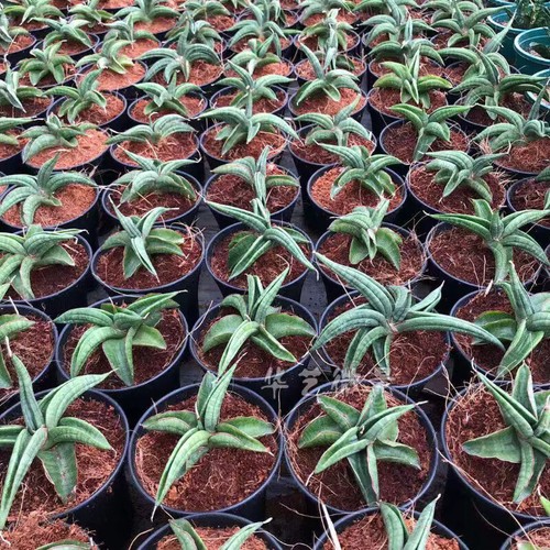 20CM Succulent Plant Sansevieria Trifasciata Bull Demon King Home Garden Plant - Picture 3 of 15