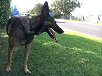 introducing young cat to older cat