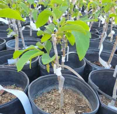 Pierce Cherimoya - 1 to 2 Feet Tall - Grafted Tree - Ship in 3 Gal Pot