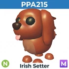 Irish Setter - Adopt your pets
