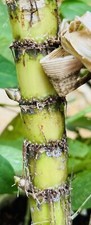 8 NODES/BUDS LIVE SUGARCANE READY TO PLANT SWEET JUICY SUGARCANE HOME GROWN