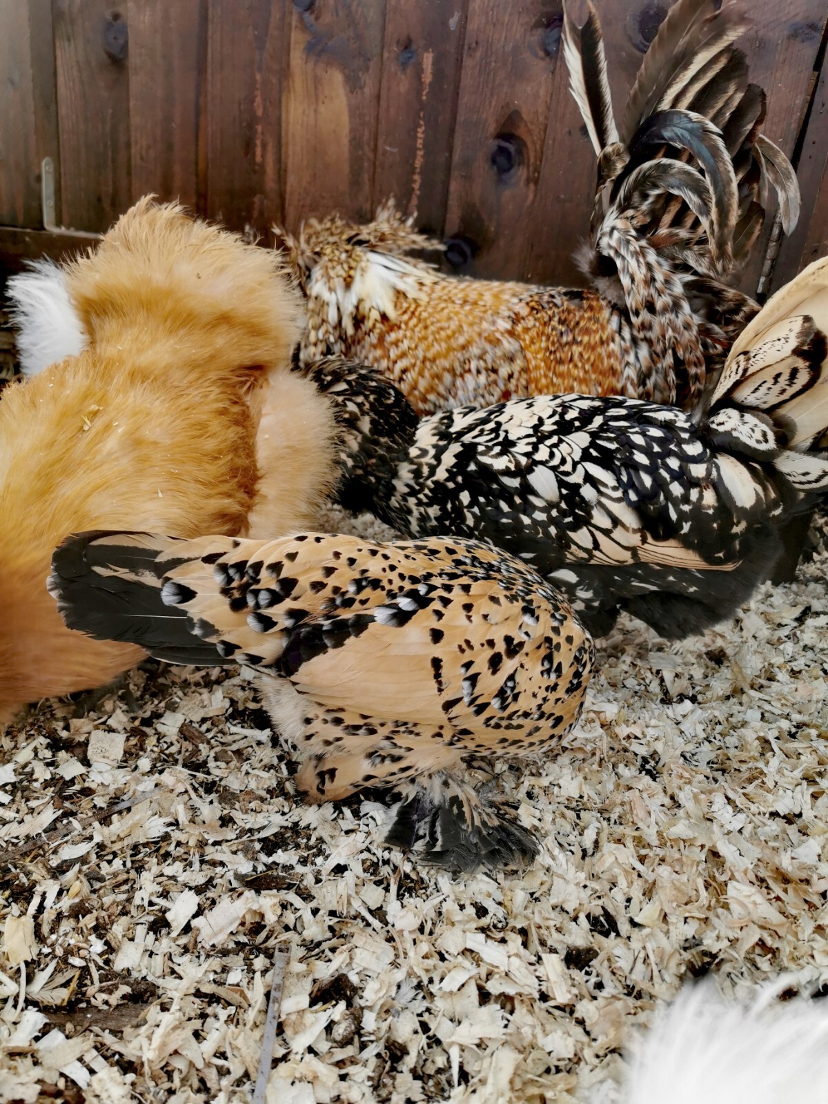 6 Hatching Eggs Candy Corn Polish Silkie Sablepoot Bantam Chicken