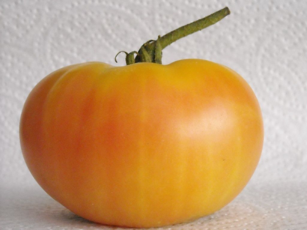 Dagma's Perfection Tomato - Más de 20 semillas - ¡GIGANTE DULCE MIEL! P 149