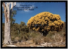 Postcard RPPC - Greetings from Cootamundra, N.S.W.