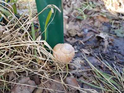 2x Geocaching Cache Versteck Schnecke Schneckenhaus Weinbergschnecke Nano